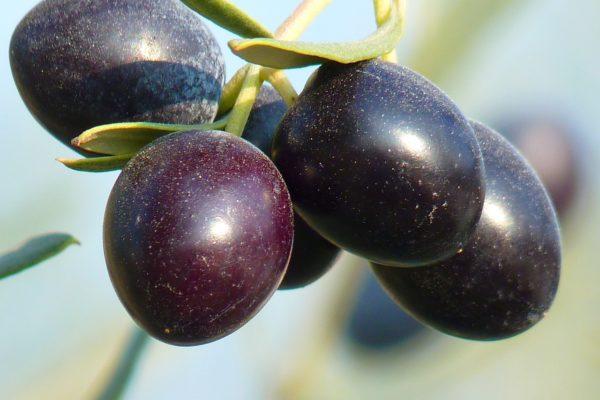 olives, fruit, olive tree-15016.jpg