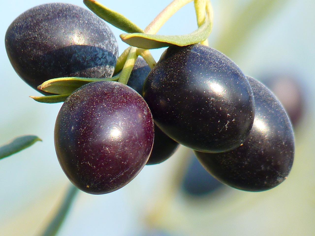 olives, fruit, olive tree-15016.jpg